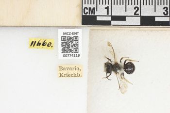 Media type: image;   Entomology 774119 Aspect: Labels